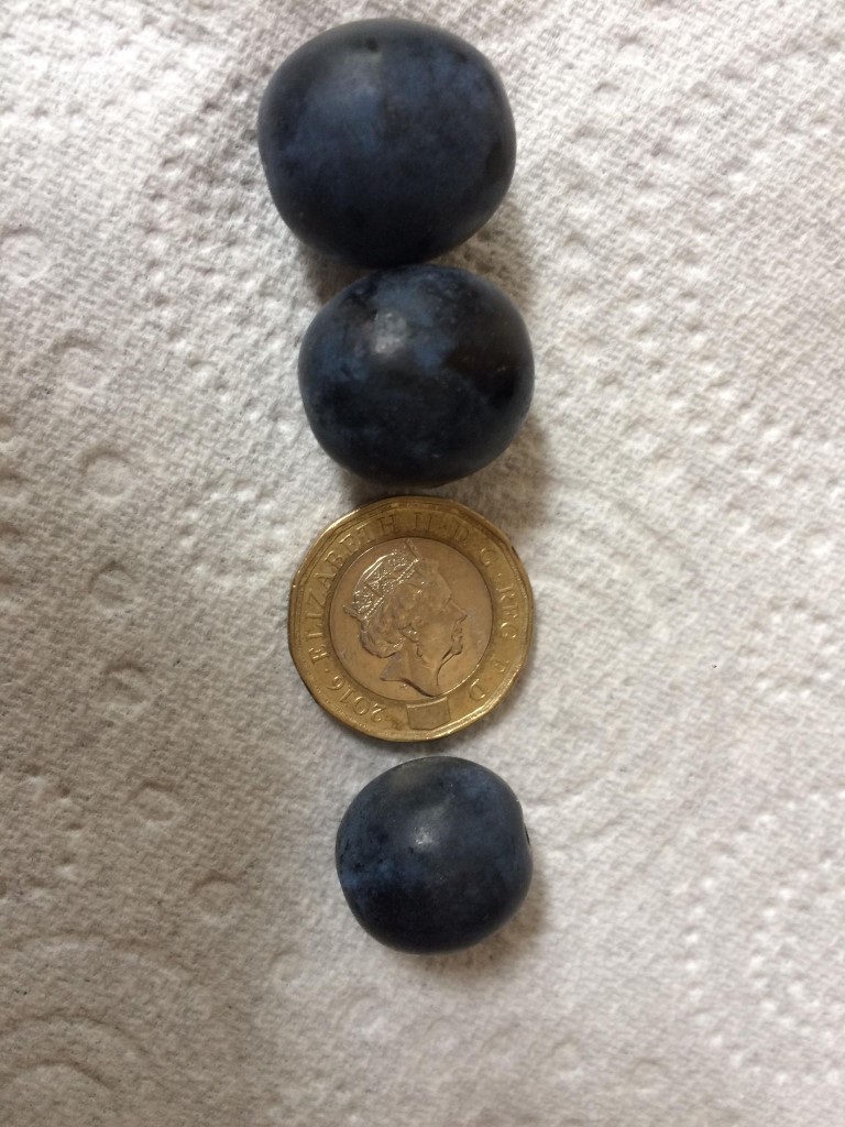 Bullace size